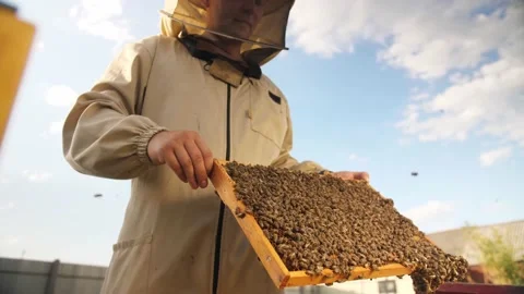 Beekeeper looks frame from a bee hive for honey Stock Footage 156843399