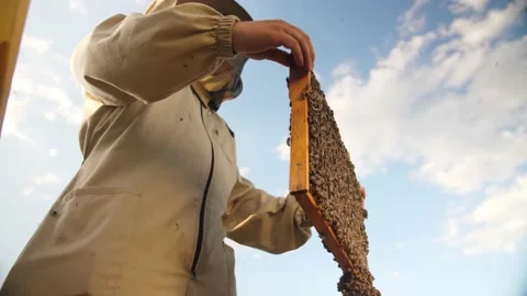 Beekeeper looks frame from a bee hive for honey Stock Footage 156843485