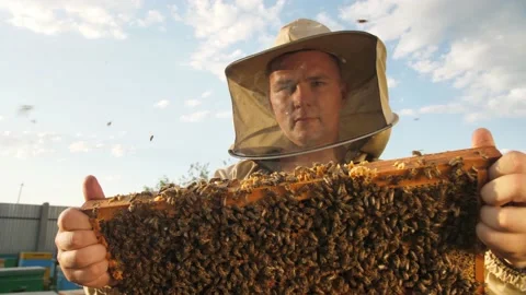 Beekeeper looks frame from a bee hive for honey Stock Footage 156843643