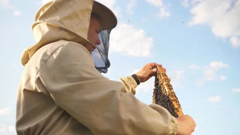 Beekeeper looks frame from a bee hive for honey Stock Footage 156843858