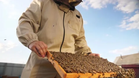 Beekeeper looks frame from a bee hive for honey Stock Footage 156844343