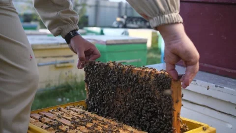 Beekeeper looks frame from a bee hive for honey Stock Footage 156844908