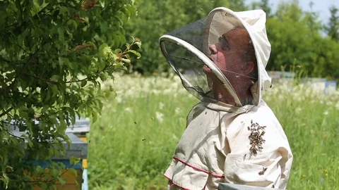 The beekeeper looks at the inoculation of a swarm of bees. A beekeeper in an Video stock 80078081