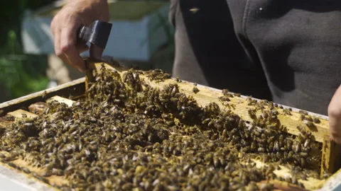 The beekeeper lowers the frame with bees in the hive. Honey. Video stock 231705115