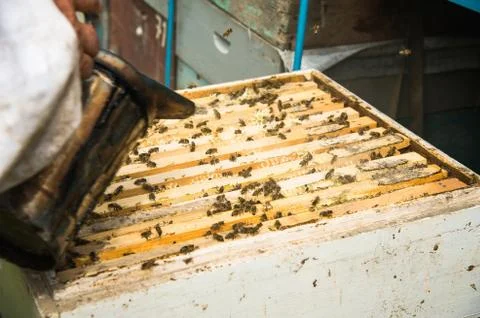 Beekeeper Make Smoke Under The Hive. Stock Photos