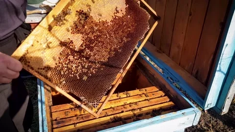 Beekeeper man checking frames with bees Stock Footage 204934875