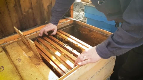 Beekeeper man moving frames with bees on the side of the beehive Stock Footage 204934776