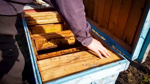 Beekeeper man opening the interior of a beehive during a sunny day Stock Footage 204934743