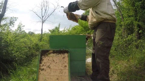 Beekeeper man places empty frames into a beehive while checking honeybees Stock Footage 148290402