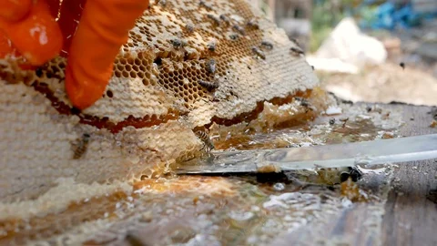 Beekeeper man in a white protective suit is harvesting with honeycomb in farm. Stock Footage 129641010
