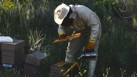 Beekeeper manipulating and inspecting honeycombs with many bees around him, w Video stock 132457337