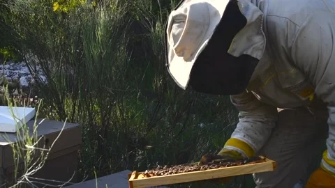 Beekeeper manipulating and inspecting honeycombs with many bees around him, w Stock Footage 132457339