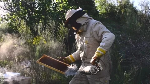 Beekeeper manipulating and inspecting honeycombs with many bees around him, w Stock Footage 132457340