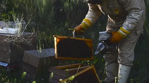 Beekeeper manipulating and inspecting honeycombs with many bees around him, w Stock Footage 132457341