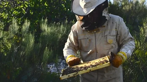 Beekeeper manipulating and inspecting honeycombs with many bees around him, w Stock Footage 132457375