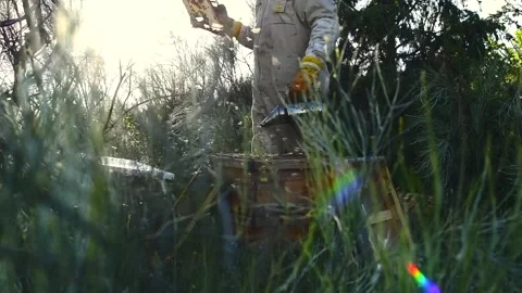 Beekeeper manipulating and inspecting honeycombs with many bees around him, w Stock Footage 132457377