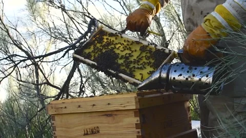 Beekeeper manipulating and inspecting honeycombs with many bees around him, w Stock Footage 132457379