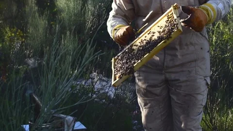 Beekeeper manipulating and inspecting honeycombs with many bees around him, w Stock Footage 132457380
