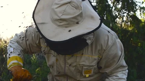 Beekeeper manipulating and inspecting honeycombs with many bees around him, w Stock Footage 132457440