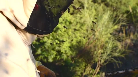 Beekeeper manipulating and inspecting honeycombs with many bees around him, w Stock Footage 132457451