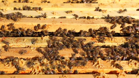 Beekeeper Naramata Bench Okanagan Valley British Columbia Canada Stock Footage 296507973