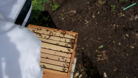 Beekeeper opening the beehives Vídeos de archivo 94880189
