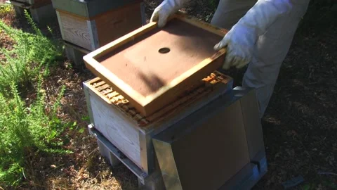 BEEKEEPER OPENING A BEEKEEPING PANEL Stock Footage 95094137