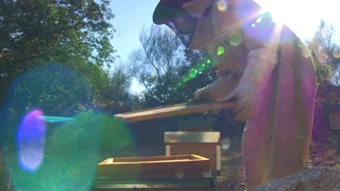 BEEKEEPER OPENING A BEEKEEPING PANEL Stock Footage 95094266