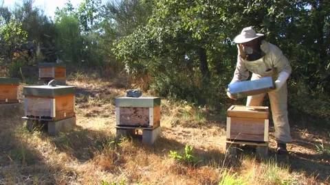 BEEKEEPER OPENING A BEEKEEPING PANEL Stock Footage 95094282