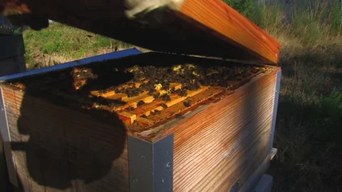 BEEKEEPER OPENING A BEEKEEPING PANEL Stock Footage 95094718