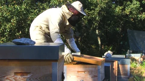 BEEKEEPER OPENING A BEEKEEPING PANEL Stock Footage 95095049