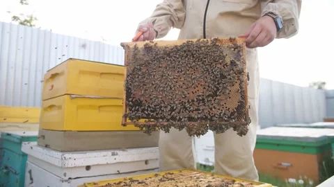BEEKEEPER OPENING A BEEKEEPING PANEL Video stock 156843505