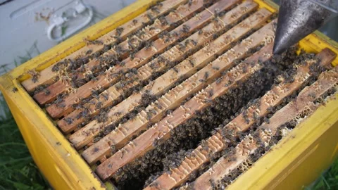 BEEKEEPER OPENING A BEEKEEPING PANEL Stock Footage 156844055