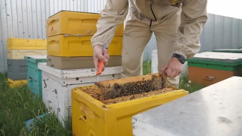BEEKEEPER OPENING A BEEKEEPING PANEL Stock Footage 156844758