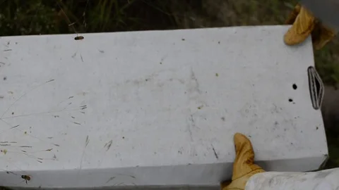 Beekeeper opening hive Stock Footage 108339408