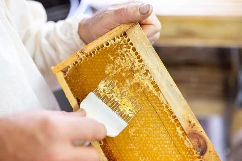 Beekeeper opening honey frames with fork tool Stock Photos