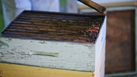 Beekeeper opening the top of a hive to inspect the bees Video stock 235625082