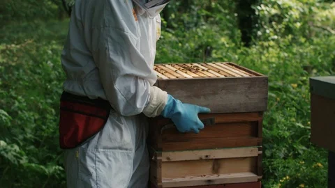 Beekeeper opens up the bee hive Video stock 123841322