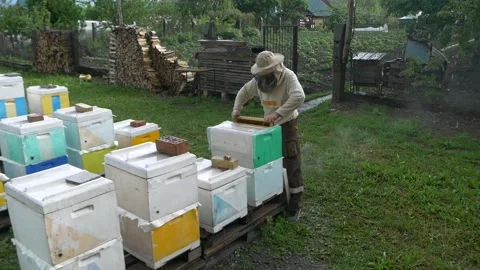 Beekeeper opens the hive and examines bees. Stock Footage 197551215