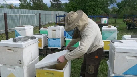 Beekeeper opens the hive and examines bees. Bees in the hive. Stock Footage 197551252
