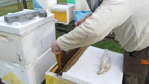 Beekeeper opens the hive and examines bees. Bees in the hive. Stock Footage 197551274