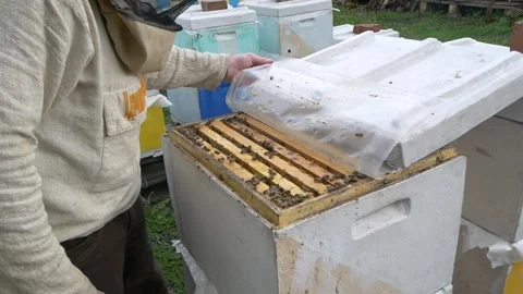 Beekeeper opens the hive and examines bees. Bees in the hive. Stock Footage 197551297