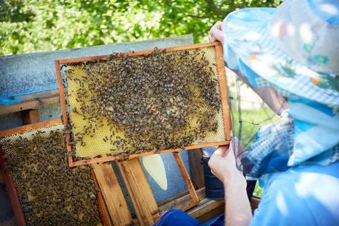 The beekeeper opens the hive, the bees checks, checks honey. Stock Photos