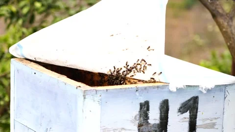 The beekeeper opens the hive Video stock 151464457