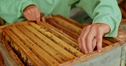 Beekeeper opens the hive, fumigates the bees with smoke. Professional work in Stock Footage 135687940