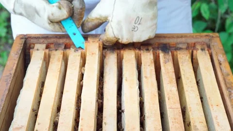 Beekeeper, opens the hive, holding smoker to calm bees, showing honey frame Stock Footage 197802426