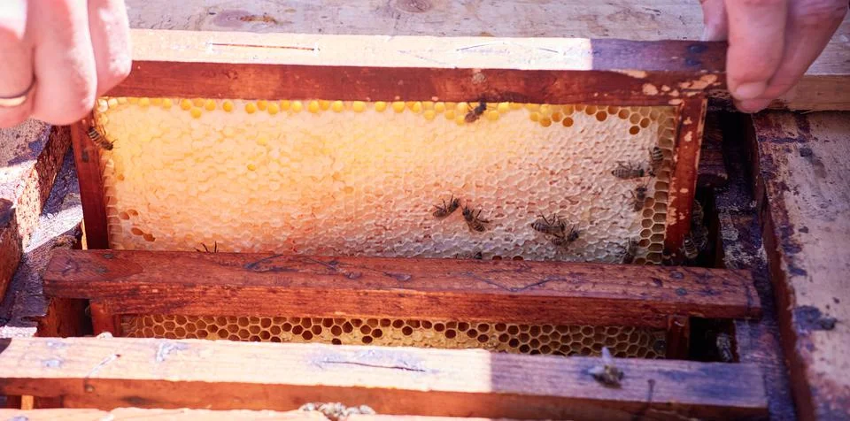 The beekeeper opens the hive Stock Photos