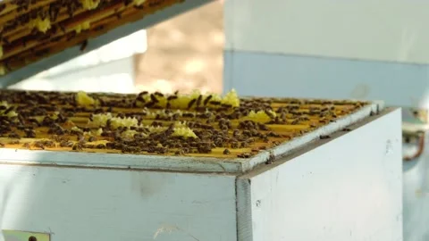 Beekeeper opens hive, smokes on bees from smoker. Stock Footage 136234200