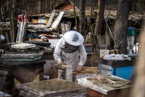 Beekeeper in overalls pulls honeycomb out of the hive Stock Photos