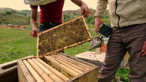 Beekeeper Partners Stock Footage 340649995